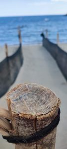 202208 La schiusa delle uova di tartaruga